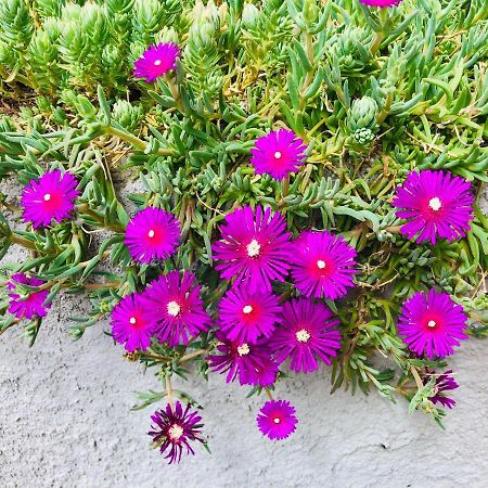 La Collina Di Albiro Affittacamere 아르콜라 외부 사진