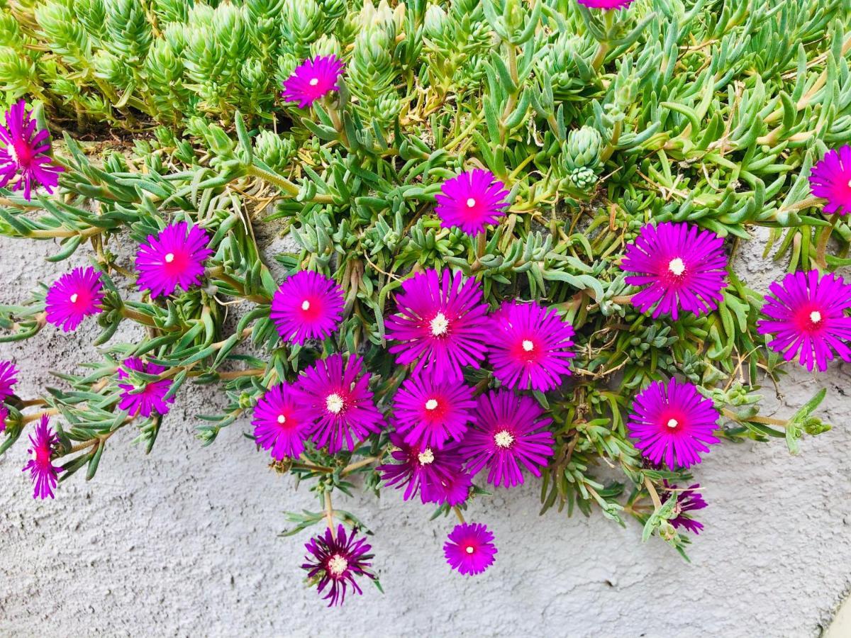 La Collina Di Albiro Affittacamere 아르콜라 외부 사진